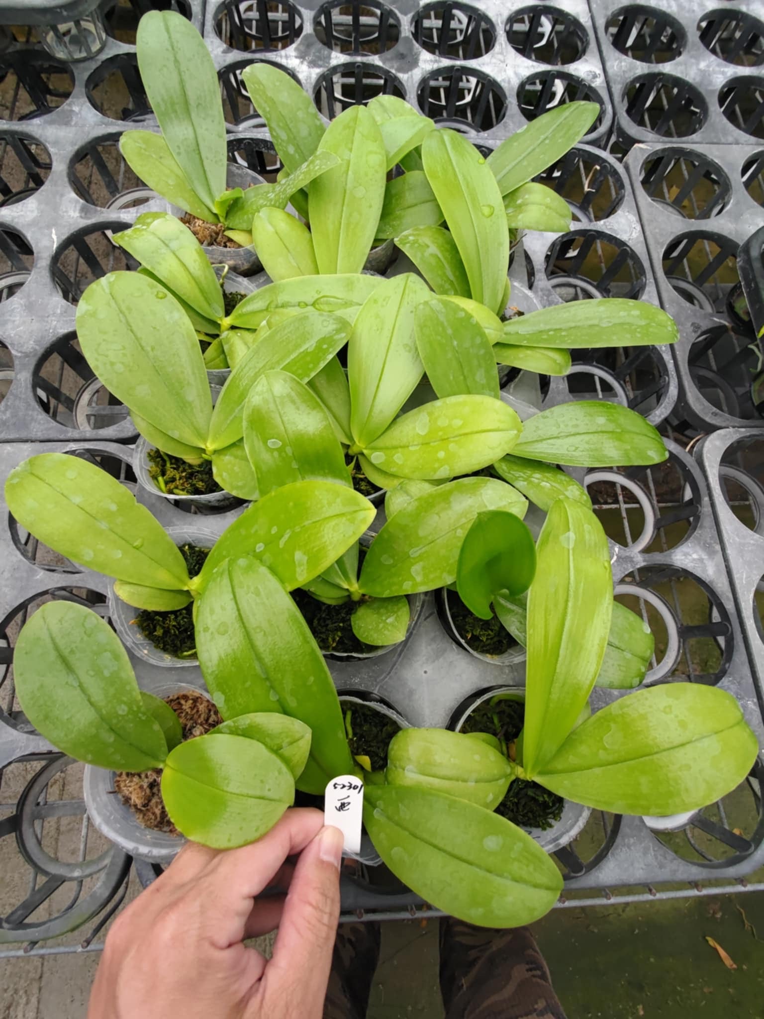 Healthy Phal Blue Bear Orchid seedlings with vibrant green leaves, ready for planting. Exclusive novelty Phalaenopsis hybrid available in the US.