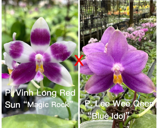 CA553 - Phal. Vinh Long Red Sun "Magic Rock" x P. Lee Wee Queen “Blue Idol”