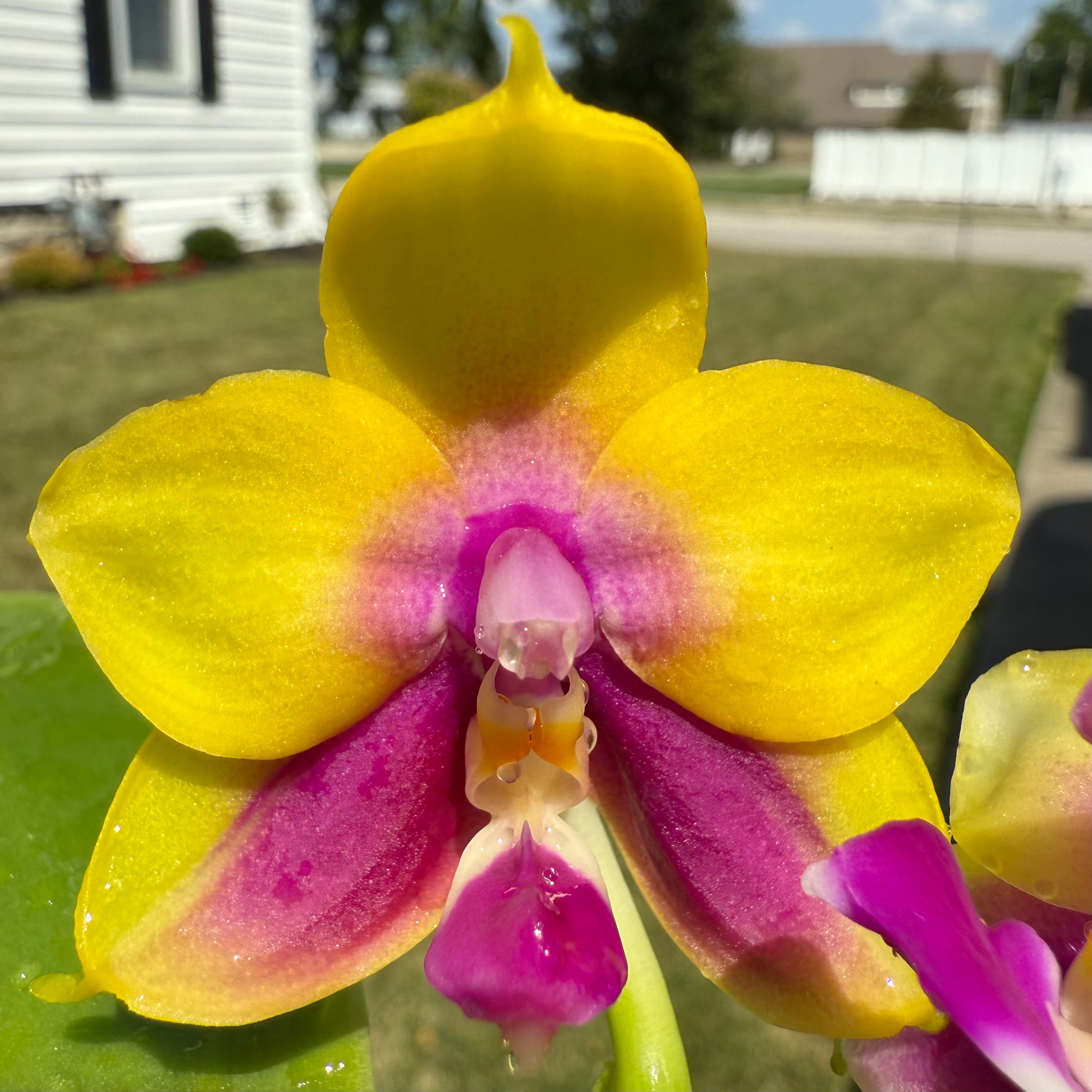 HCorchids