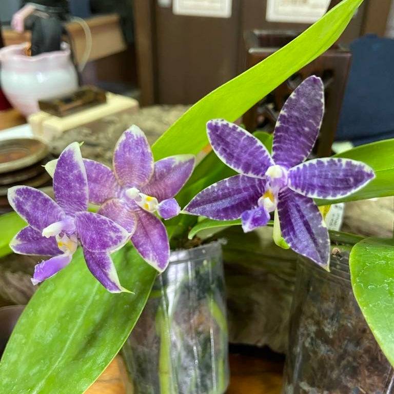 Phal. Mainshow Blue Elf x Phal. Mainshow Blue Tint orchid with vibrant purple blooms and intricate white veining. Shipped in a 2.5-inch pot, perfect for home and garden decor.