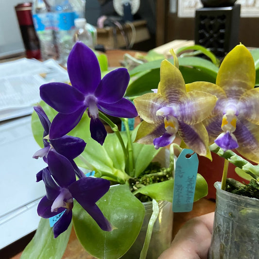 QA108-Phal. Norman's Blue Jennifer x Phal. Mainshow Magic