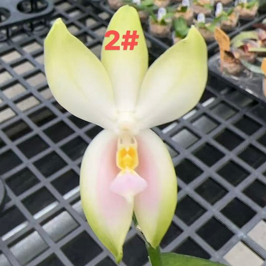 Phal. bellina Fire Type Select #2