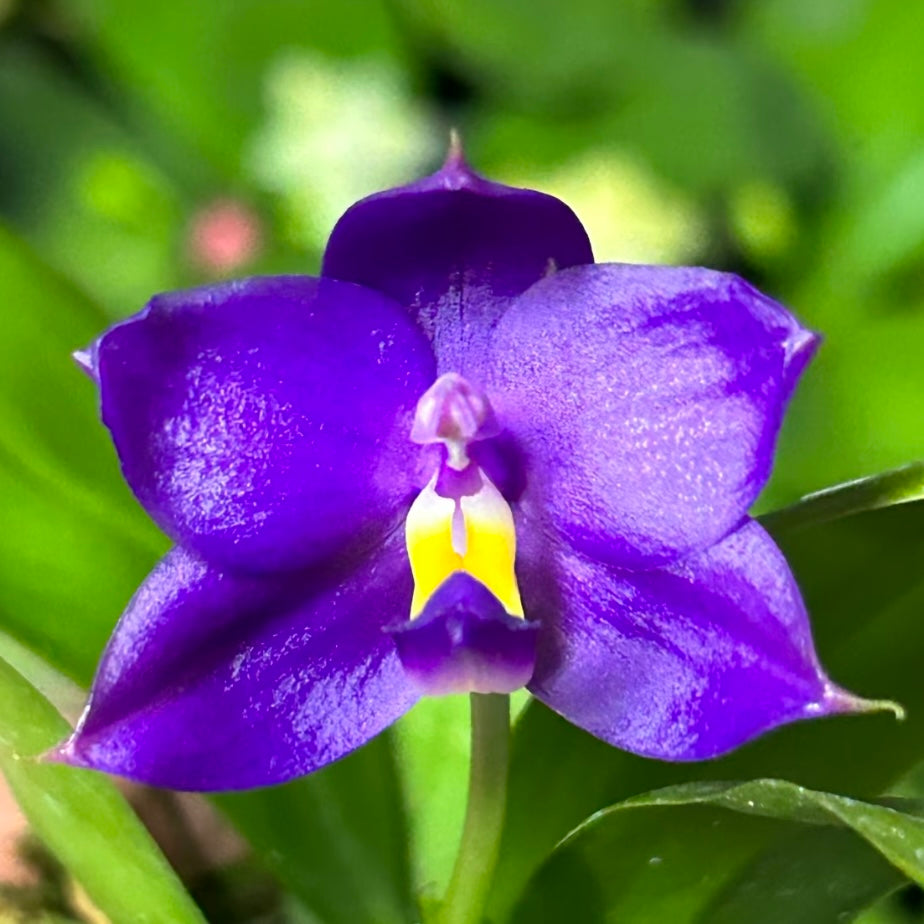 BKH2336 - Phal. (Penang Jewel X (Yaphon Super Jaguar x Samera)) ‘BK’ x Phal. (Yaphon Super Jaguar X (Yaphon Super Jaguar X Samera)) ‘5.8cm’