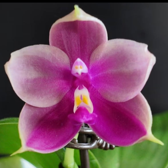 Phalaenopsis Seedling Orchid BKH2238 flower with pale pink and magenta petals, bred from YangYang Pink Mary and Yaphon Batman for unique coloration.