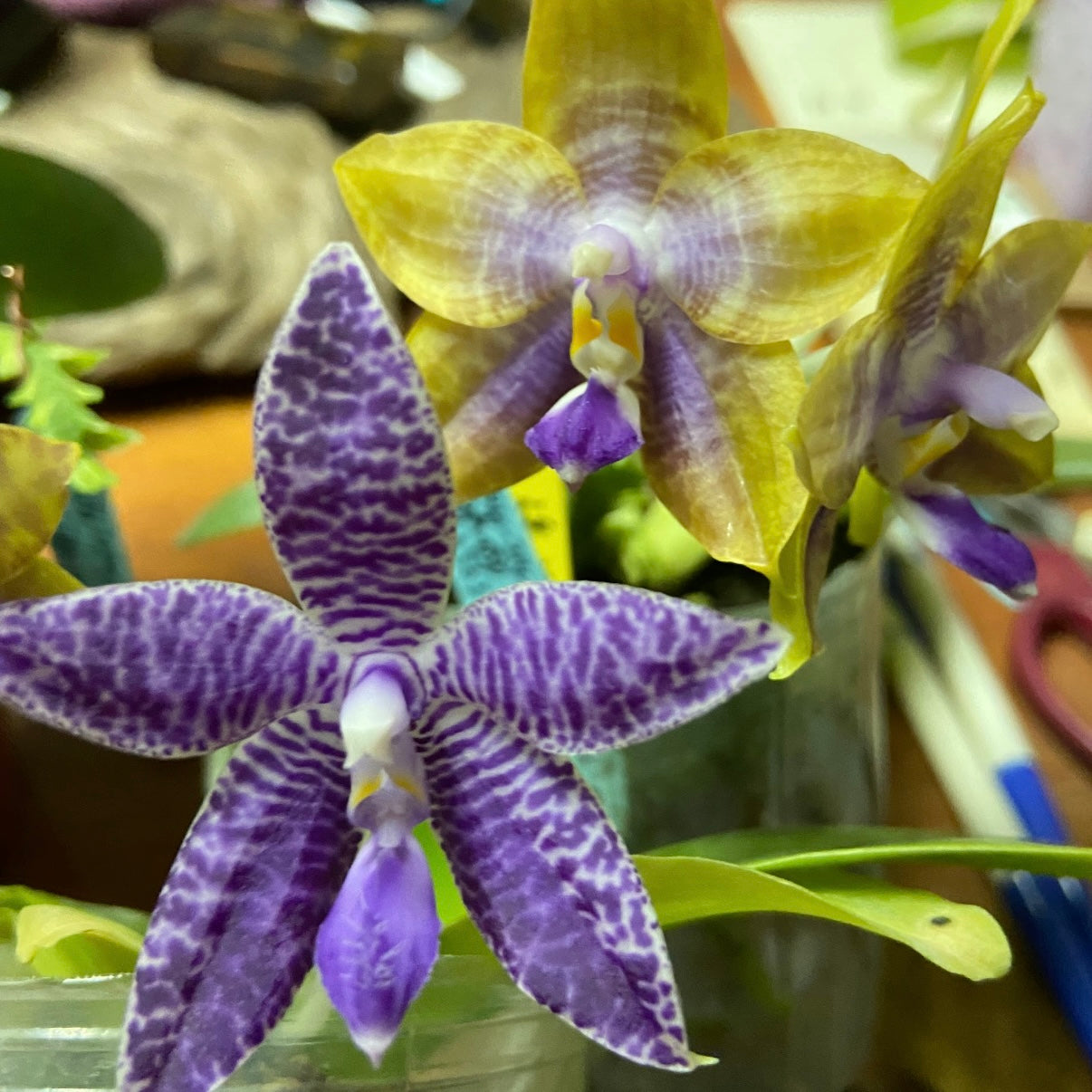 HCorchids