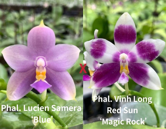 Parent orchids Phal. Lucien Samera 'Blue' and Phal. Vinh Long Red Sun 'Magic Rock' used for hybridization. Unique Phalaenopsis with fragrant blooms.