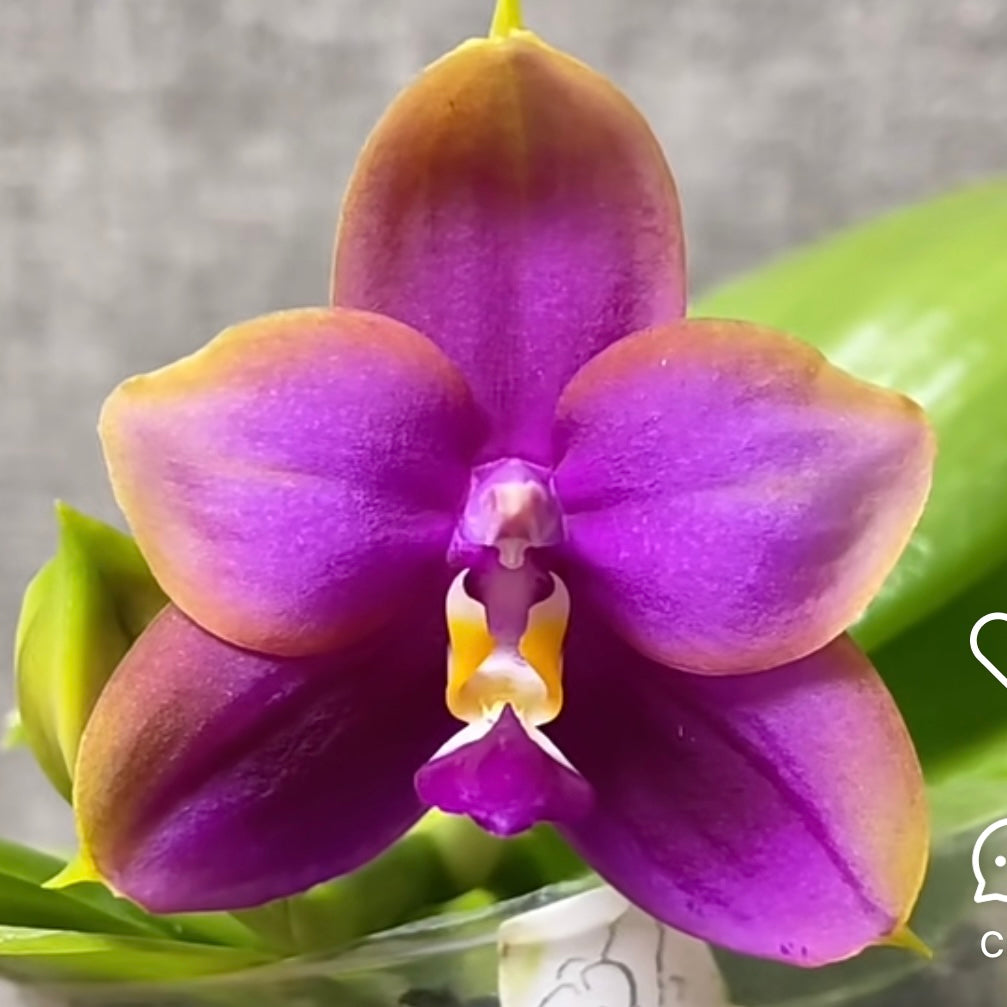 Bloom of Phal. Yang Yang Pink Mary x Phal. Yaphon Batman orchid with vivid purple and orange hues. Rare novelty orchid offered by Bangkok Orchids.