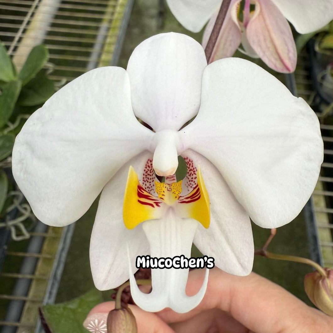Phal. philippinensis wild