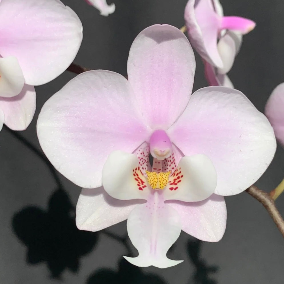 HCorchids