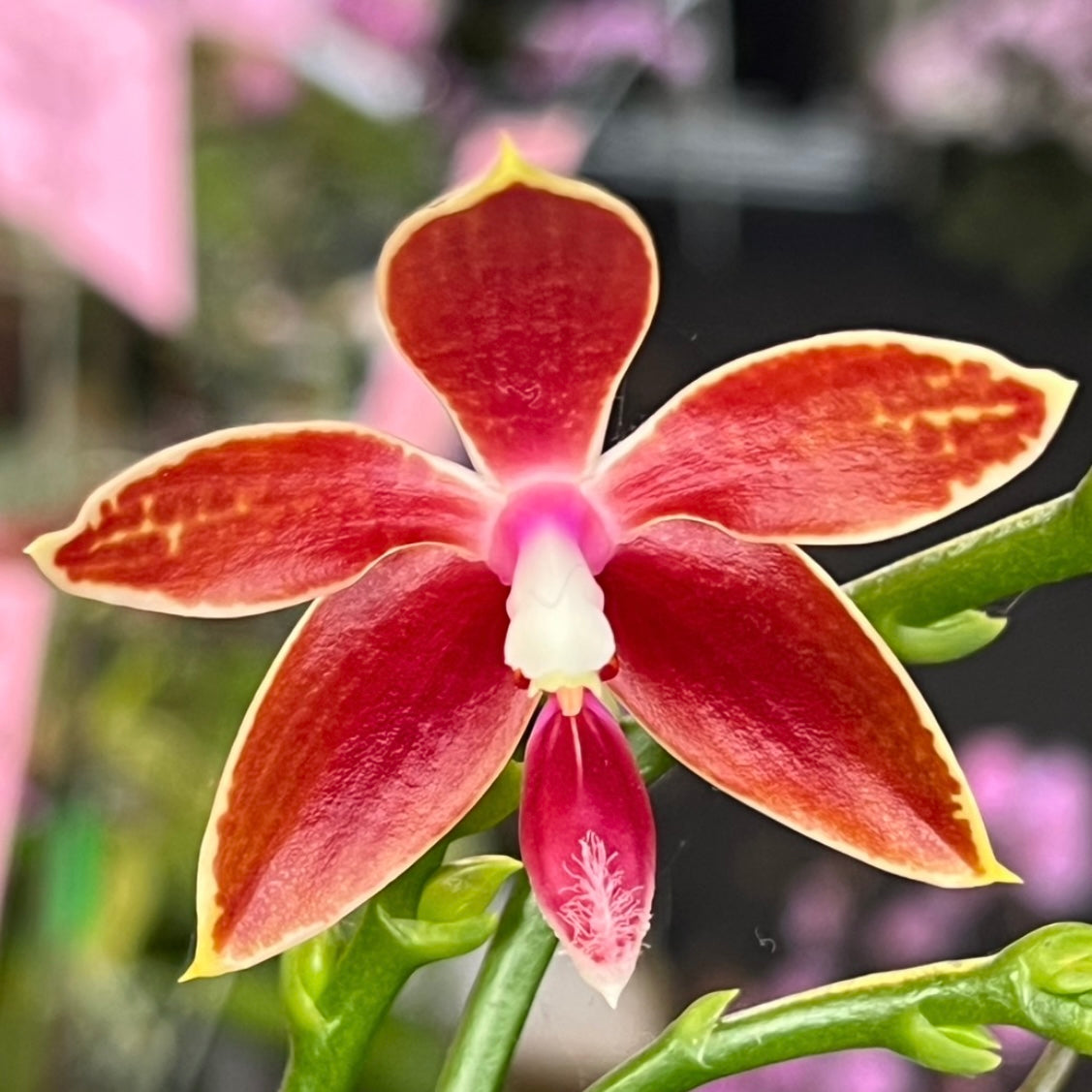 Phal. corningiana x sib