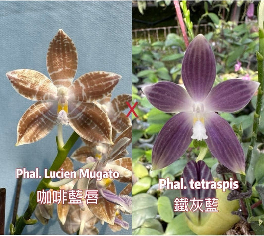 Comparison of Phal. Lucien Mugato and Phal. tetraspis orchids, showcasing their distinct petal patterns and colors.
