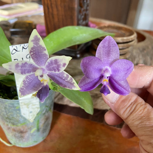 QA128-Phal. KS Blue Ludde 303  x Phal. Mainshow Sapphire