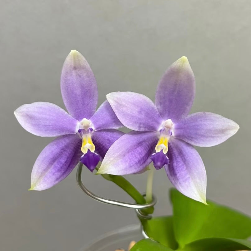 CA583 - Phal. Vinh Long Red Sun "Sapphire" x P. Yaphon Blue Jewel "Blue Jade"