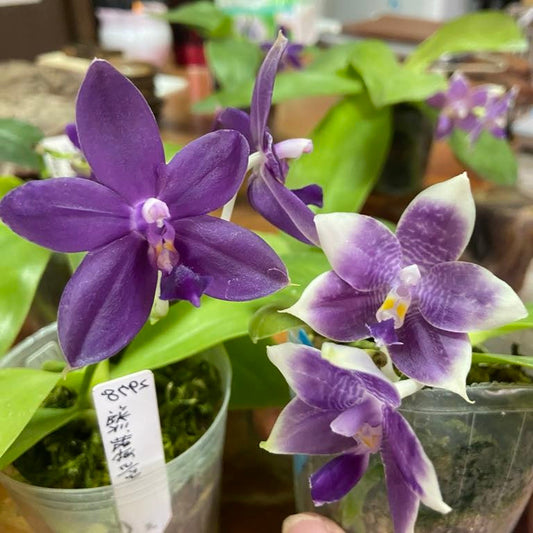 Blue Jennifer Orchid Seedling - Bloom Unique | 2.5 Inch featuring deep violet and lavender star-shaped blooms with yellow centers in clear nursery pots.