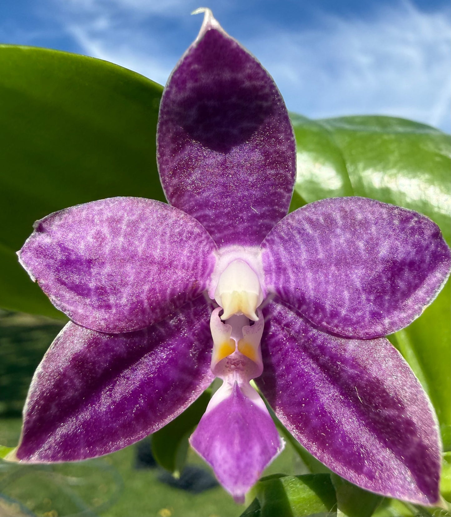 Close-up of Phalaenopsis Orchid QA137 bloom with rich purple hues, part of KS Blue Ludde 319 hybrid line, ideal for orchid collectors.