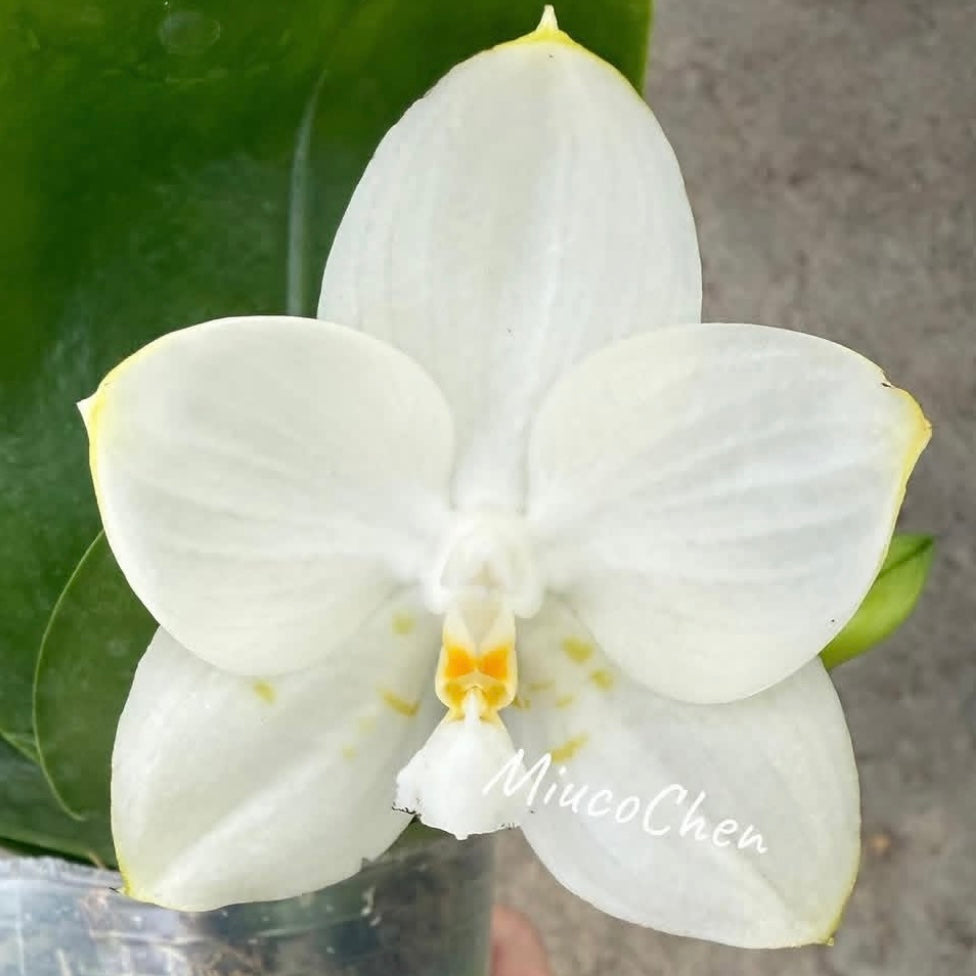 Phal. Yaphon Love Song