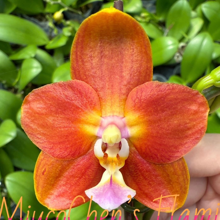 Phal. Miuco Chen’s Flaming