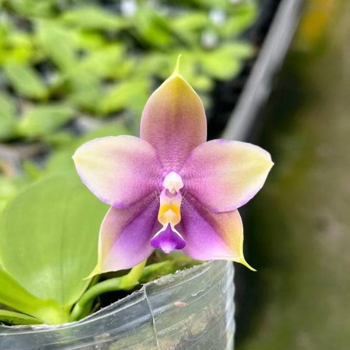 Close-up of Phalaenopsis Freya's Blue Origin 'Blue Spider' x P. LL Blue Pie 'Freya' orchid, showcasing its vibrant purple and yellow hues. Ideal for home gardens.