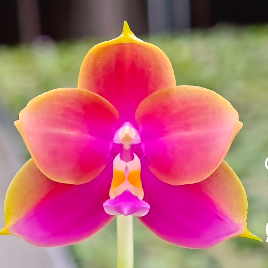 BKH2238 - Phal. (YangYang Pink Mary X Yaphon Batman) ‘BK#6’ x Phal. Yaphon Batman ‘BK's Best’