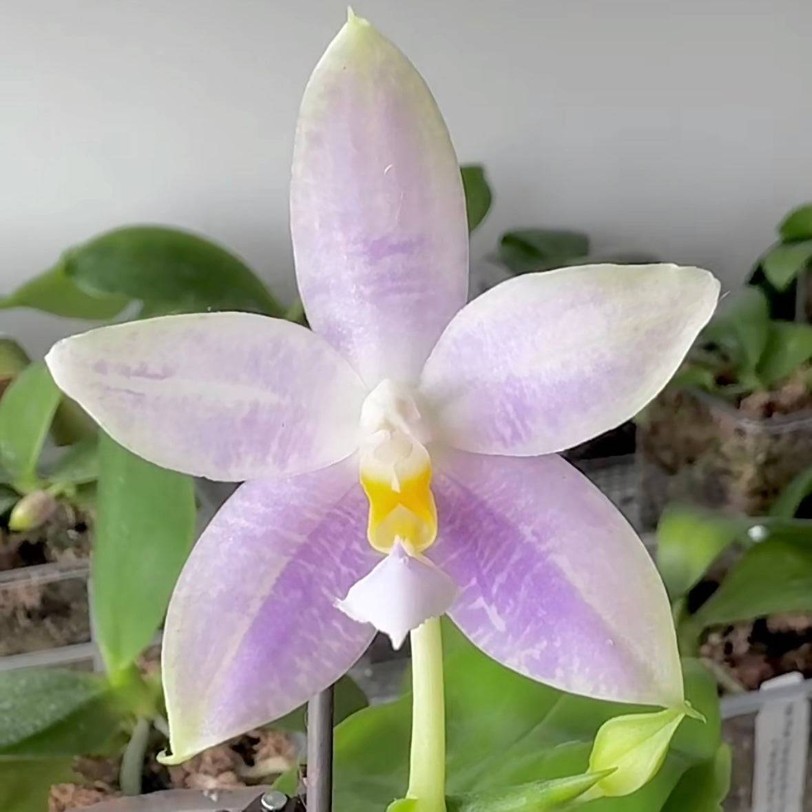 Close-up of Phal. Lucien Samera x Phal. Vinh Long Red Sun orchid with pale lavender hues. Fragrant novelty Phalaenopsis in bloom.