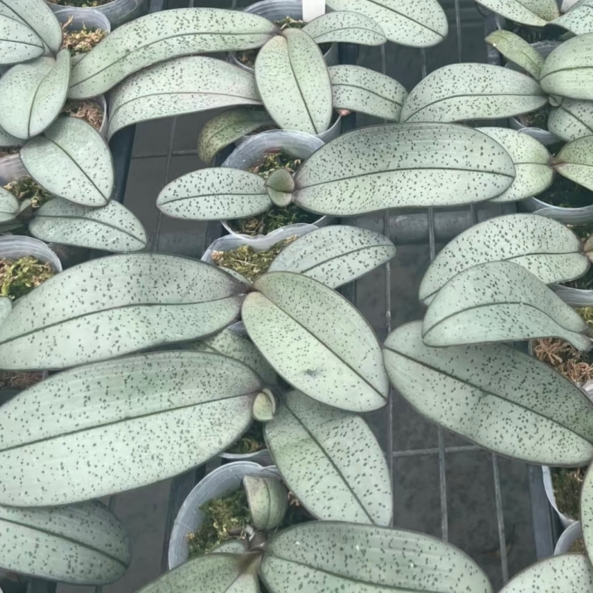 Phal. schilleriana “Sliver Moonlight”