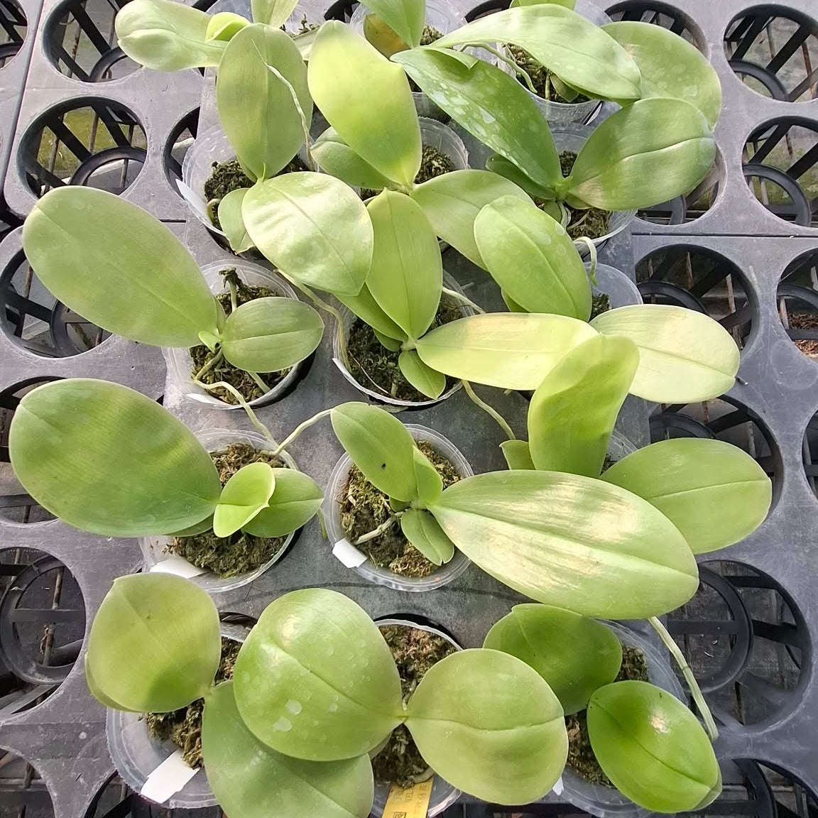 Green Phalaenopsis orchid seedlings in small pots