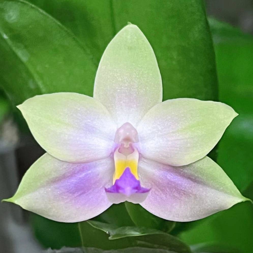 Phal. Yang Yang Blue Bellina x Lee Wai Queen orchid with a pale green and purple gradient, featuring a bright yellow and purple lip.
