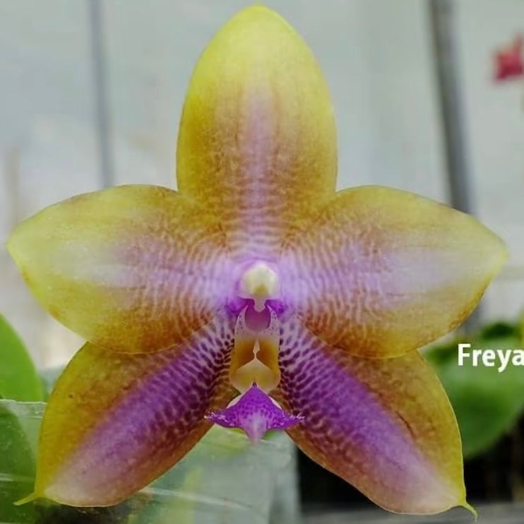 P. Freya's Blue Waltz