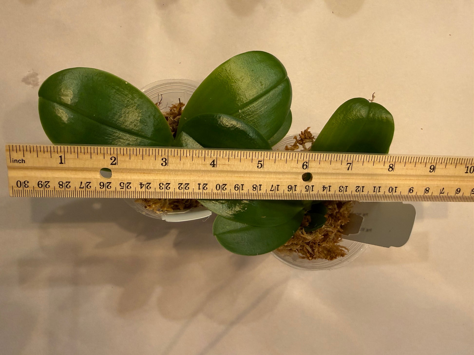 HCorchids