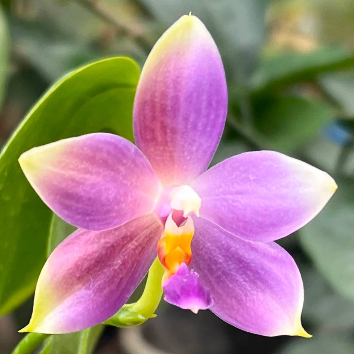 Vibrant Phal. Yang Yang Blue Bellina x Phal. Vinh Long Red Sun orchid bloom with rich purple and pink tones, accented by a bright yellow lip.