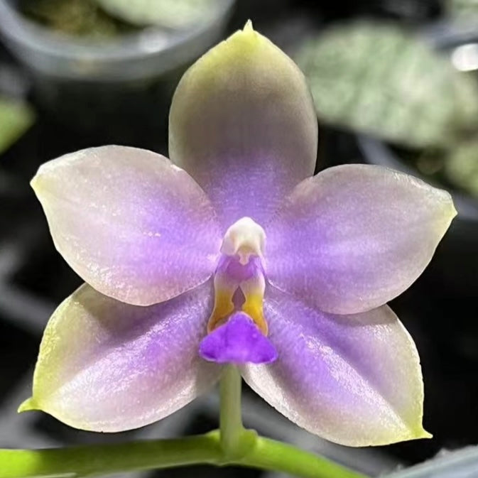 Blooming Phal. Yang Yang Blue Bellina x Phal. Vinh Long Red Sun orchid with soft purple petals and a vibrant yellow-purple lip.