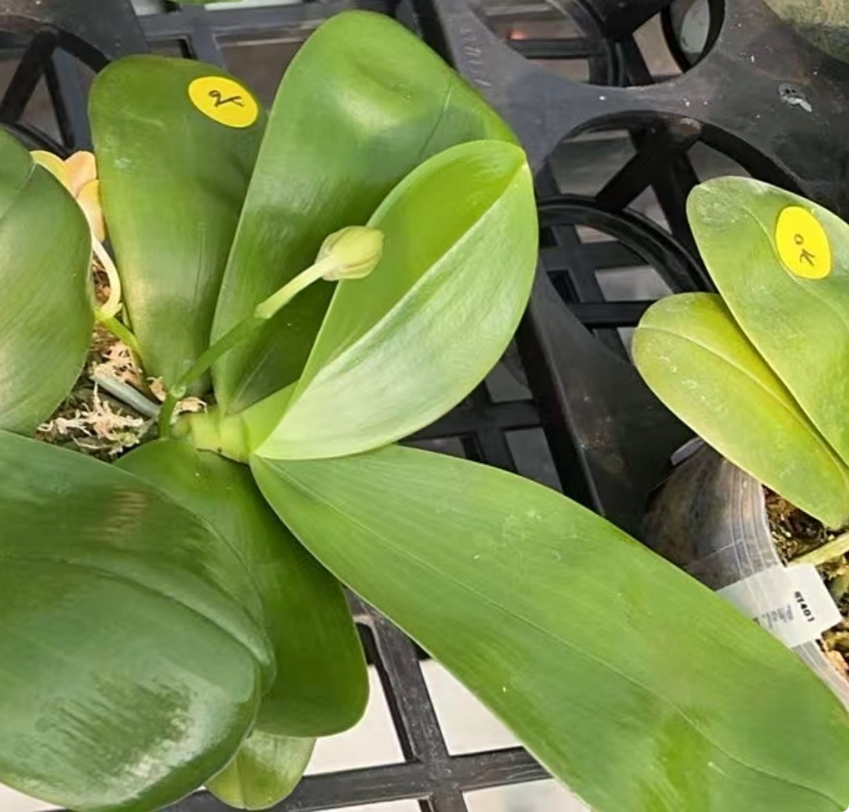 BTA216 Blue Hybrid Orchid seedling in a 3.5-inch pot with healthy green leaves, perfect for growing unique Novelty Phalaenopsis at home.