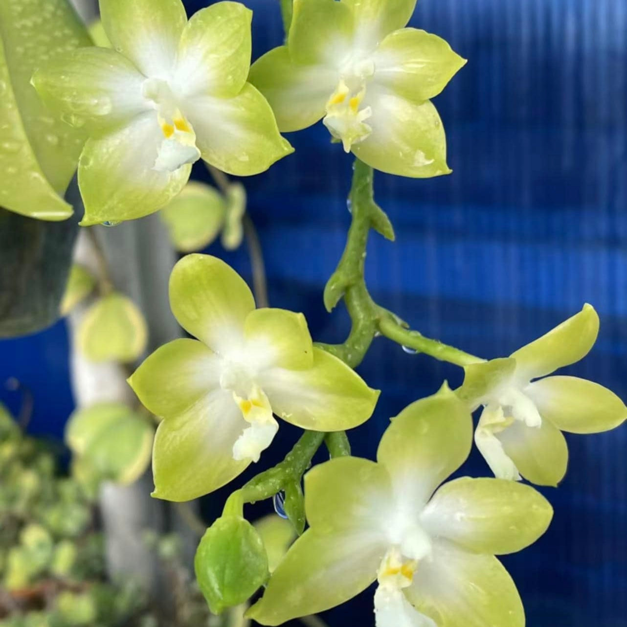 YL108 - Phal. Rainbow Falconer