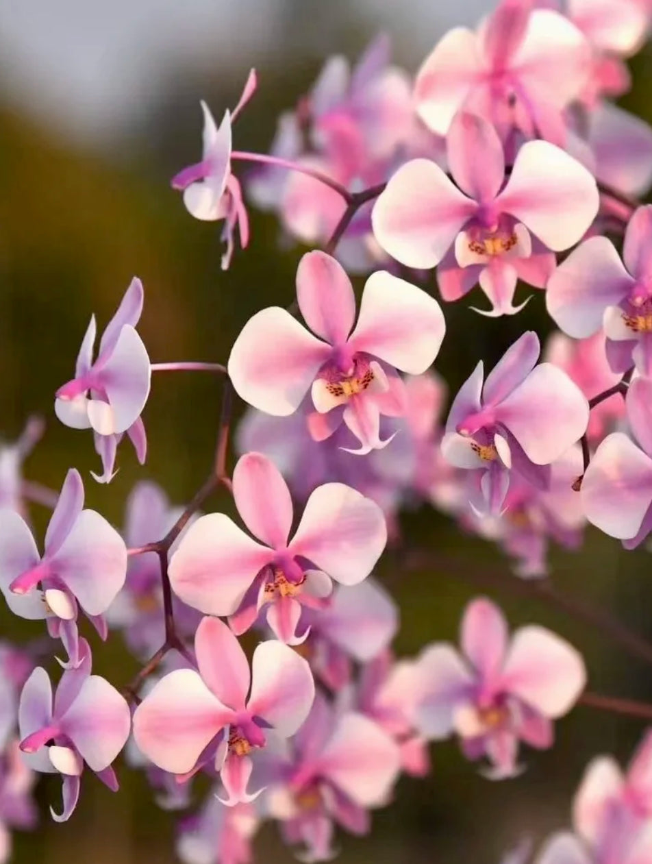 Close-up of Phal. schilleriana “YL101” novelty orchid flowers with soft pink and lavender petals, perfect for home and garden plant collections.
