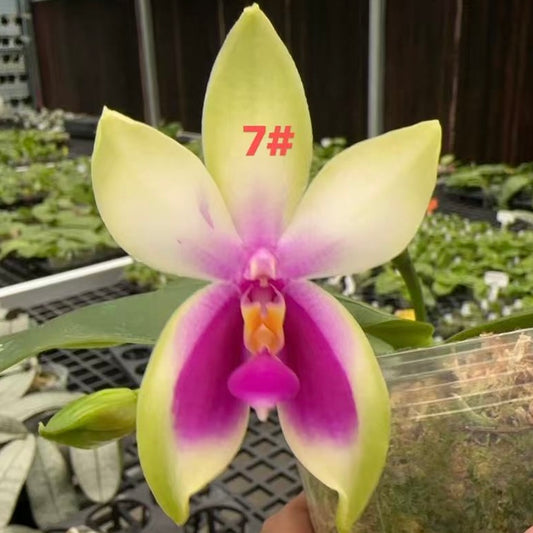 Phal. bellina Fire Type Select #7