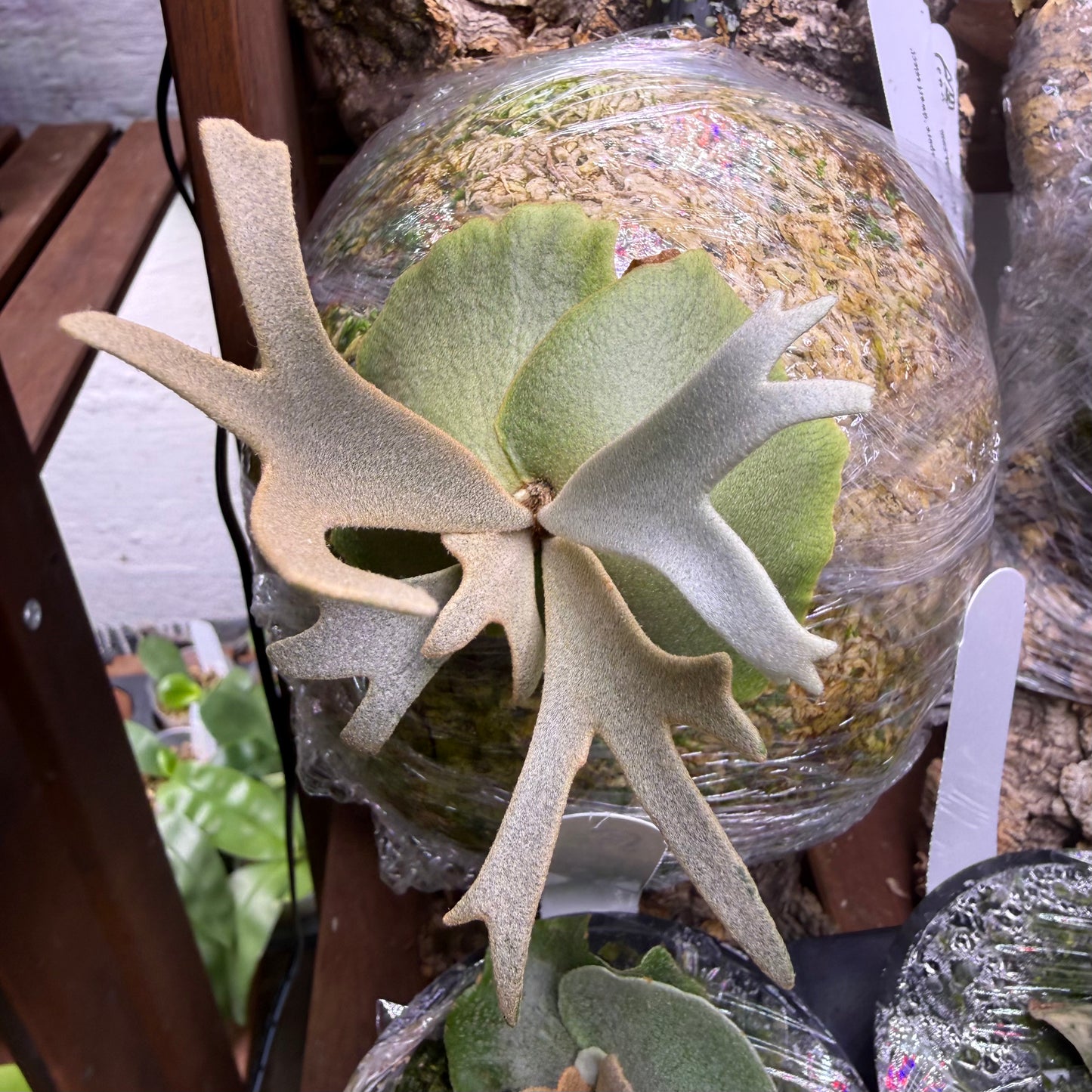 Platycerium Willinckii Little Crown spore “Dwarf select”