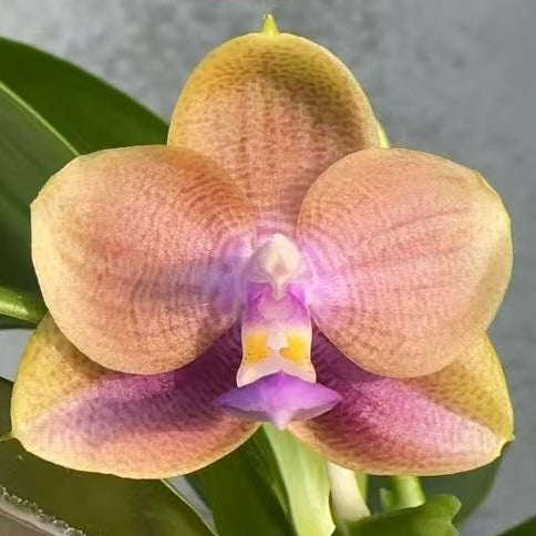 BTA216 Blue Hybrid Orchid bloom with soft peach and violet hues, a rare Novelty Phalaenopsis ideal for collectors and home garden displays.