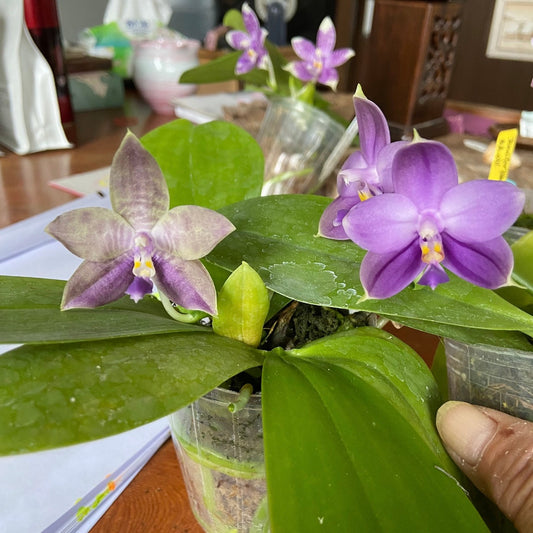 Phal. Mainshow Blue Elf x Sapphire seedling in 2.5 inch pot with vibrant purple novelty orchid blooms and healthy green leaves, ideal for indoor gardens.