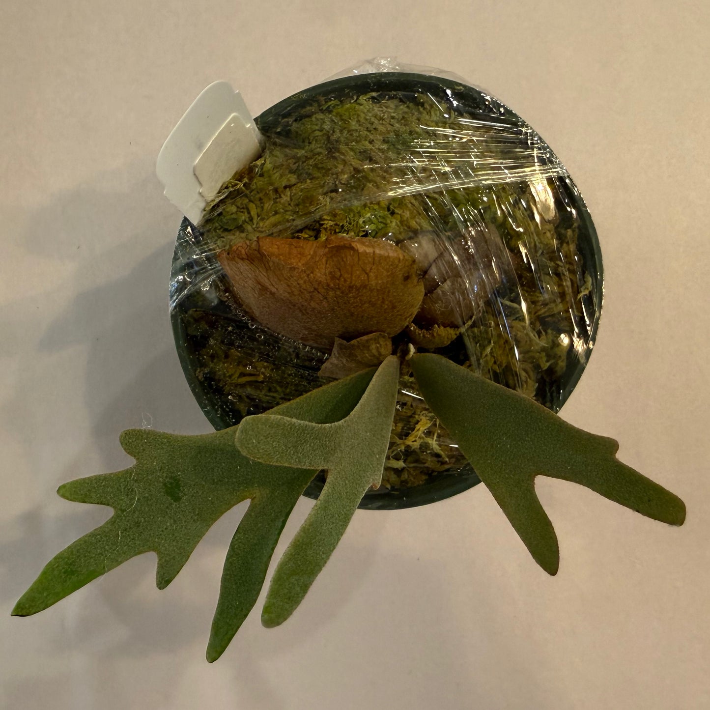 Mounted plant with large, pale, curly leaves and brown dried leaf on black background