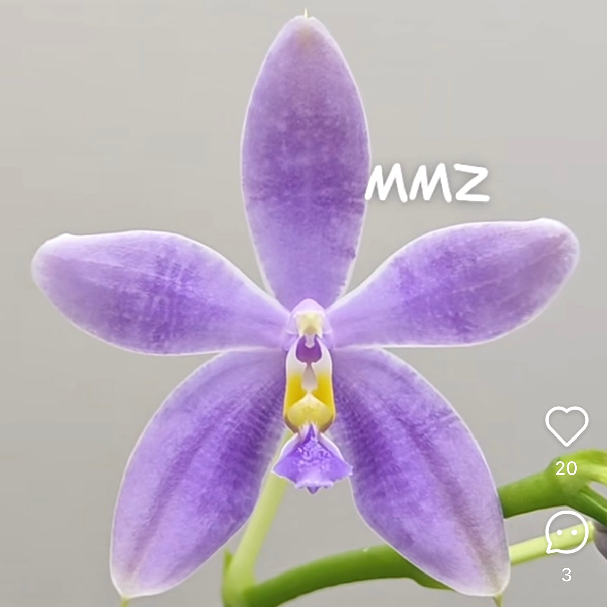 CA583 - Phal. Vinh Long Red Sun "Sapphire" x P. Yaphon Blue Jewel "Blue Jade"