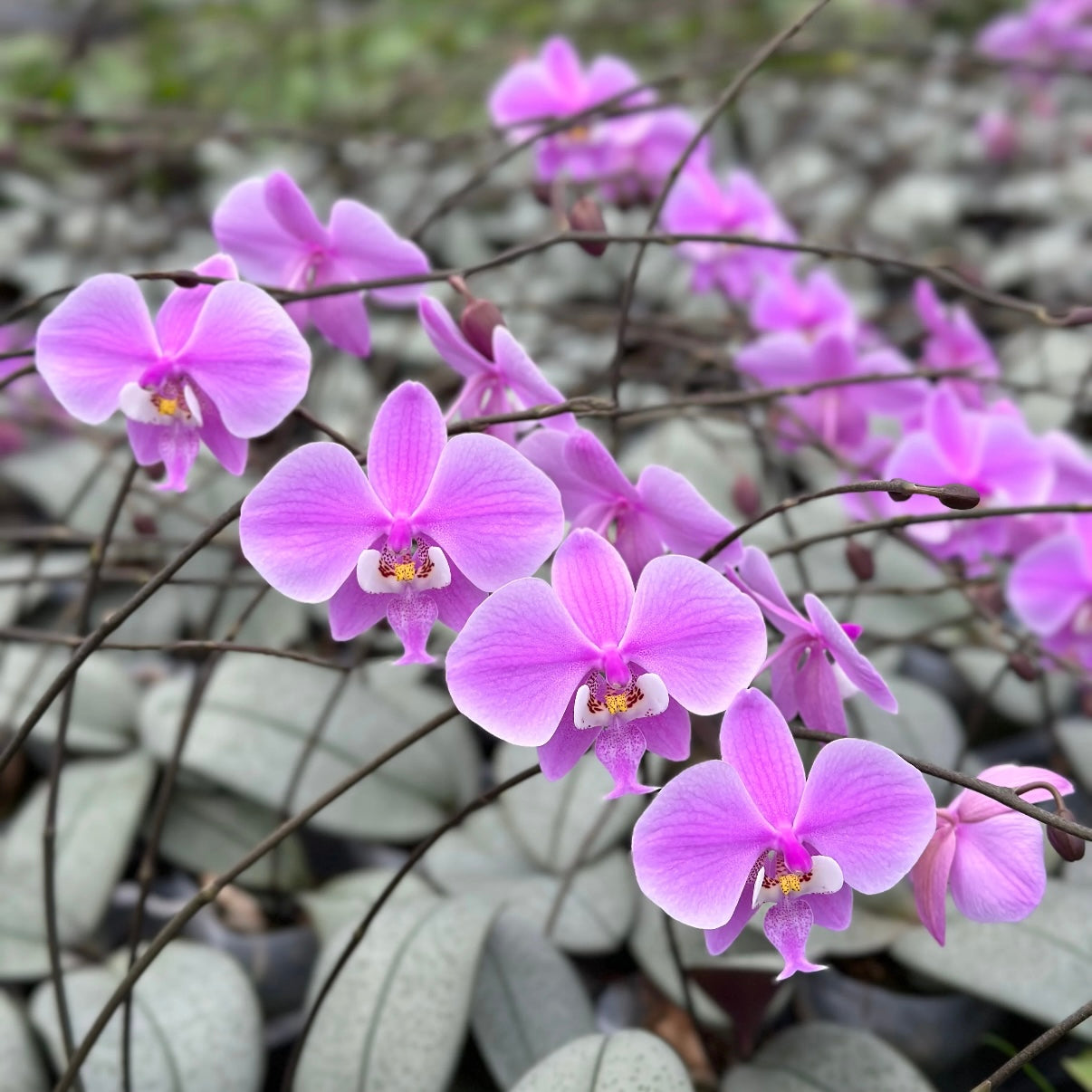 Phal. schilleriana “Sliver Moonlight”