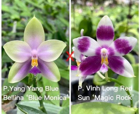 Parent orchids of Phal. Yang Yang Blue Bellina x Phal. Vinh Long Red Sun hybrid, showcasing unique flower colors and patterns.