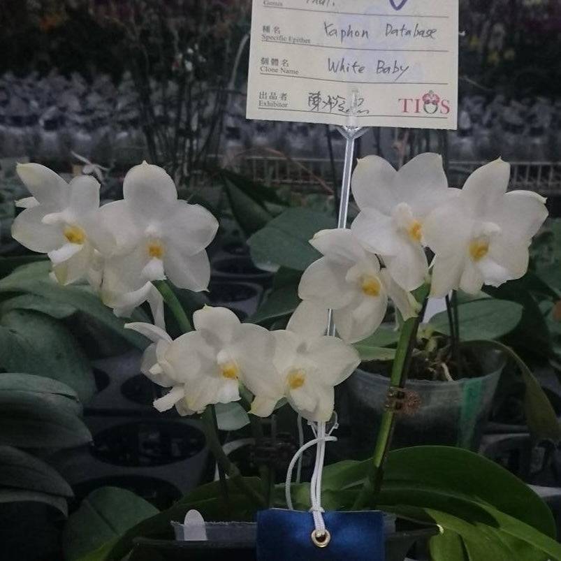 Phal. Yaphon White Baby orchid plant with multiple fragrant white flowers on display. High flower count and exclusive clone in the US.