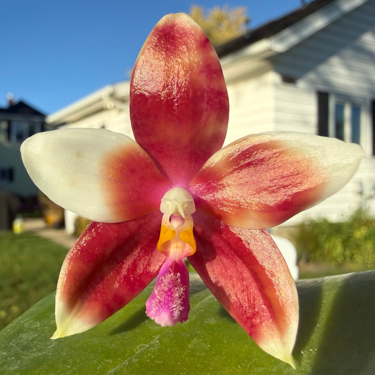 Phal. tetraspis ‘coffee’ x Phal. LL Blue Magpie