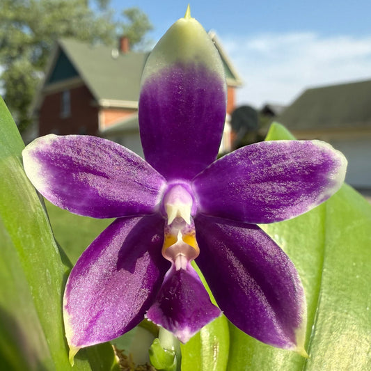 QA117-Phal. Jennifer Palermo X Phal. Mainshow Blue Elf