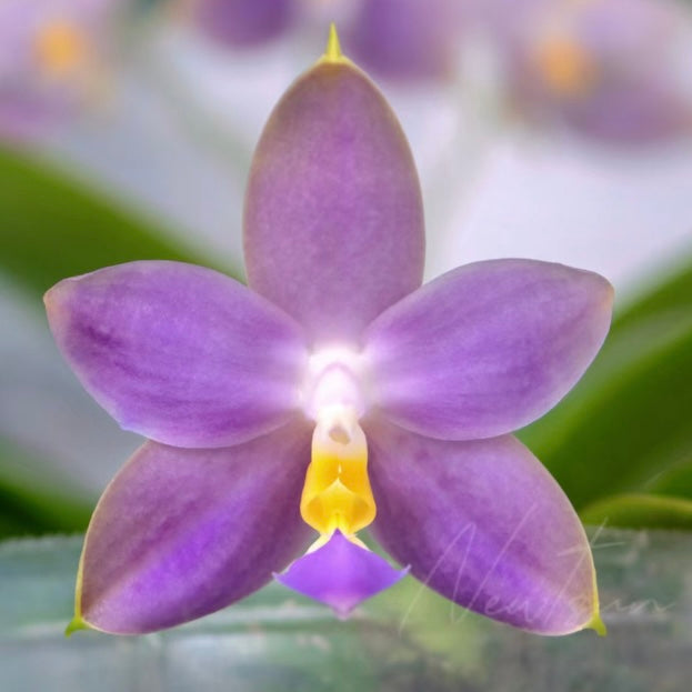 Close-up of Phal. KS Samera x Lee Wai Queen orchid with rich purple petals and a bright yellow lip. A rare and fragrant Phalaenopsis hybrid.