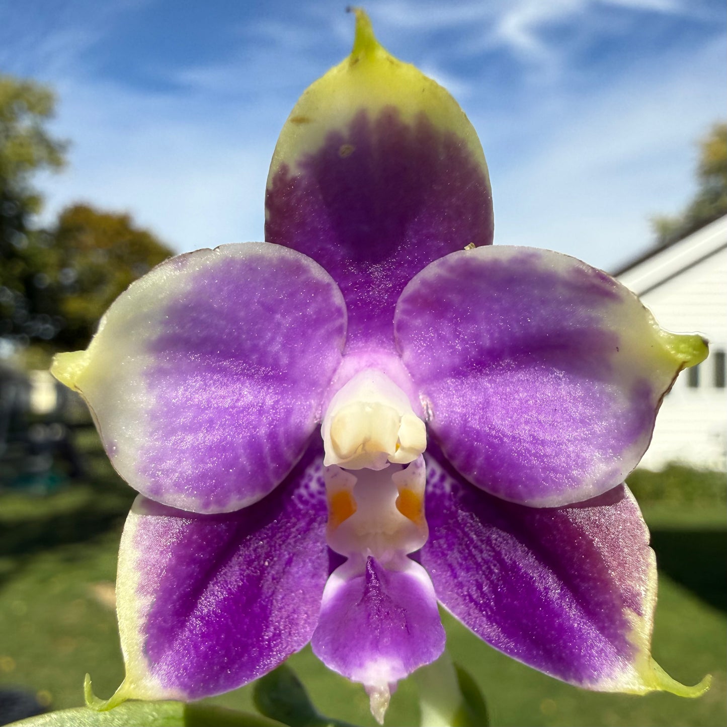 Phalaenopsis (Mainshow Sapphire x Mituo Purple Dragon #4) QM429A