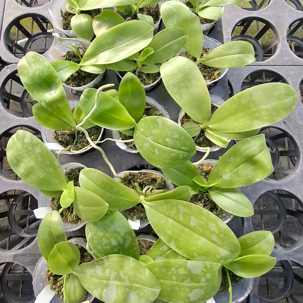 Green orchid plants with broad leaves in pots
