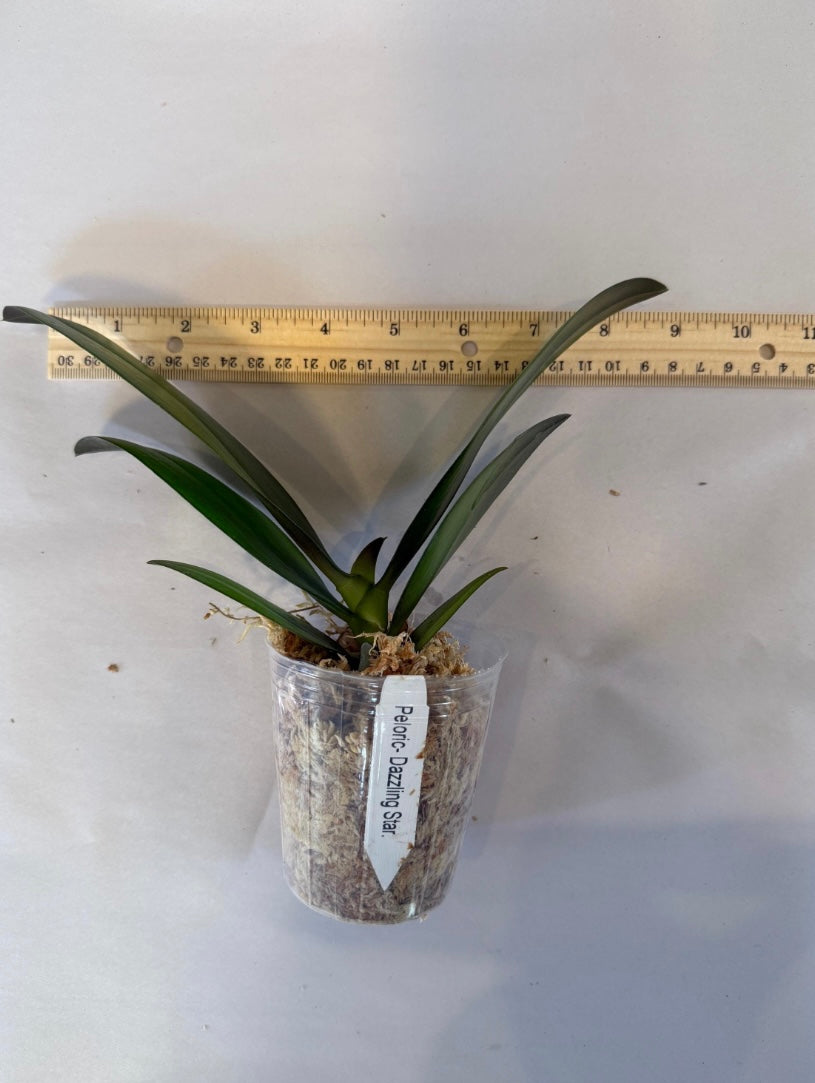 Phal. Dazzling Star