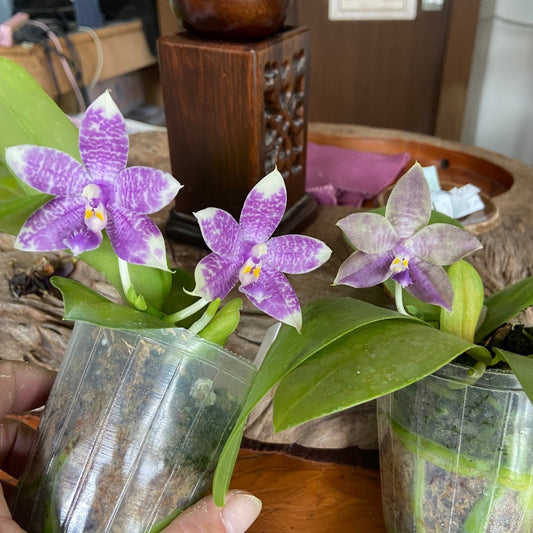 Phal Mainshow Sapphire Blue Orchid Seedling with waxy purple and white blooms in 2.5 inch clear pots, ideal for indoor plant collections.